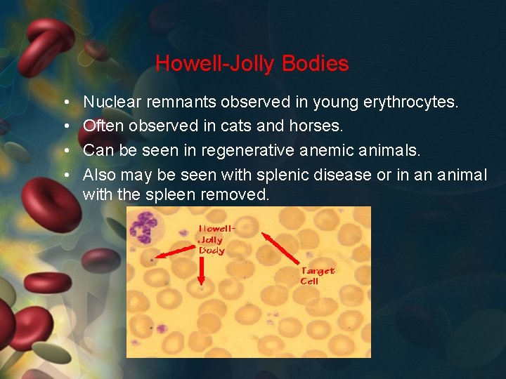 Howell-Jolly Bodies • • Nuclear remnants observed in young erythrocytes. Often observed in cats