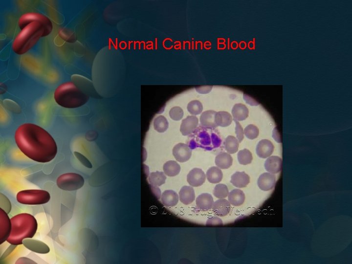 Normal Canine Blood 