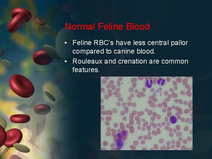 Normal Feline Blood • Feline RBC’s have less central pallor compared to canine blood.