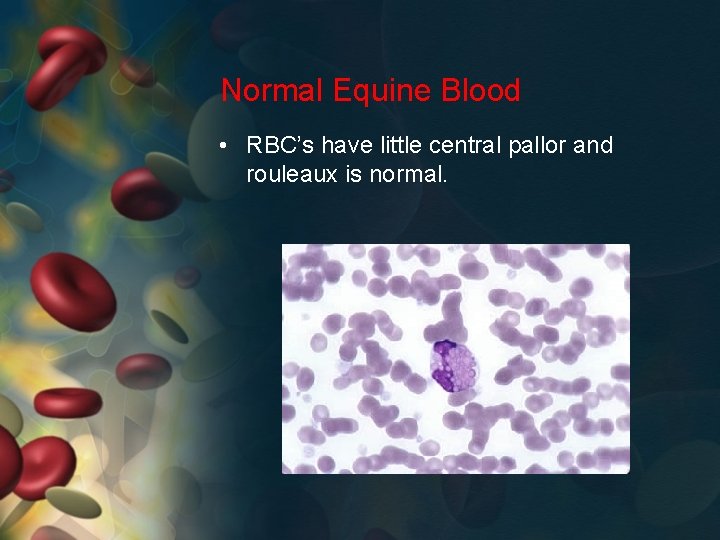 Normal Equine Blood • RBC’s have little central pallor and rouleaux is normal. 