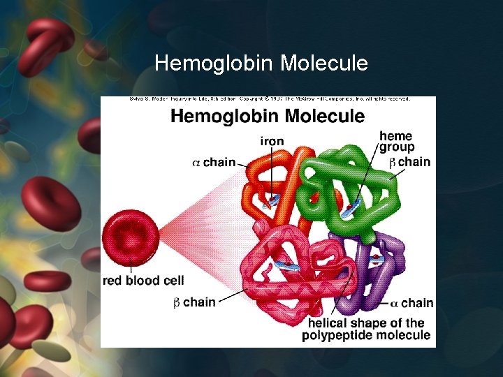 Hemoglobin Molecule 