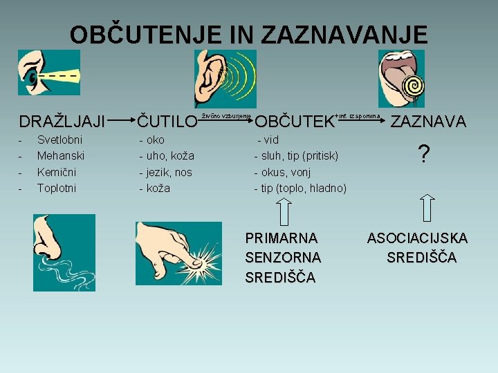 OBČUTENJE IN ZAZNAVANJE DRAŽLJAJI ČUTILO živčno vzburjenje - Svetlobni Mehanski Kemični Toplotni - oko