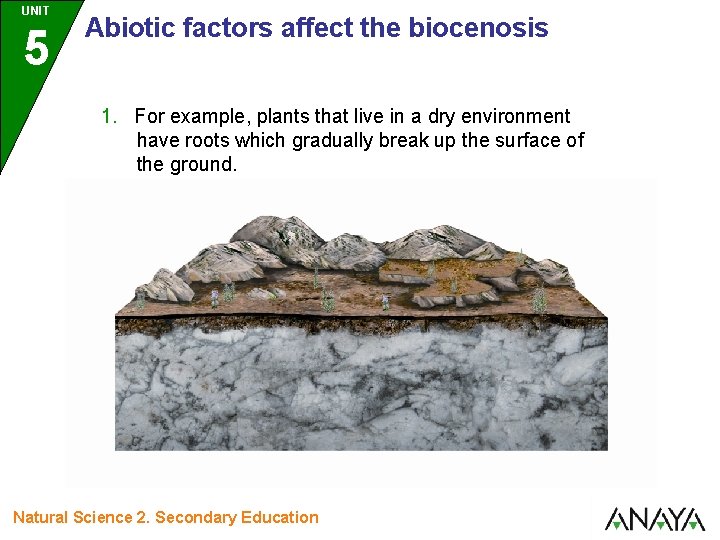 UNIT 5 Abiotic factors affect the biocenosis 1. For example, plants that live in