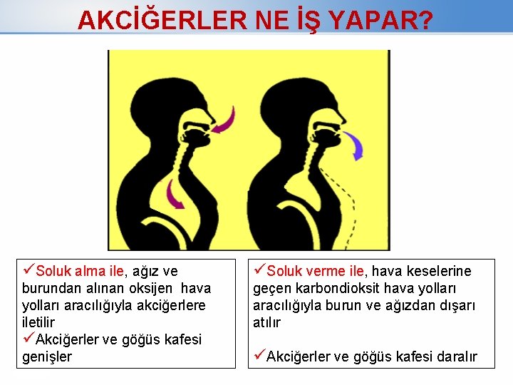 AKCİĞERLER NE İŞ YAPAR? üSoluk alma ile, ağız ve burundan alınan oksijen hava yolları