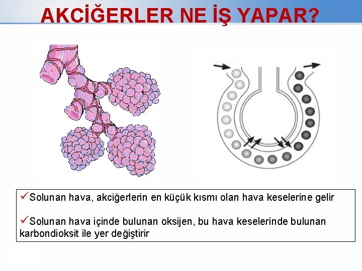 AKCİĞERLER NE İŞ YAPAR? üSolunan hava, akciğerlerin en küçük kısmı olan hava keselerine gelir