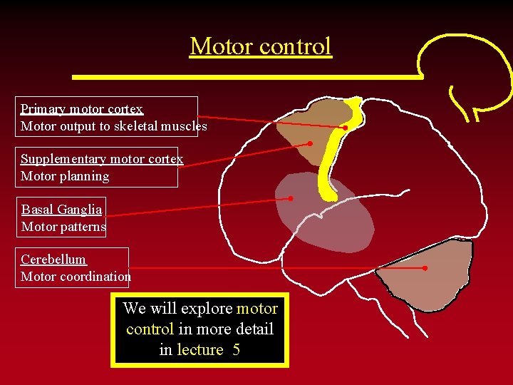 Motor control Primary motor cortex Motor output to skeletal muscles Supplementary motor cortex Motor