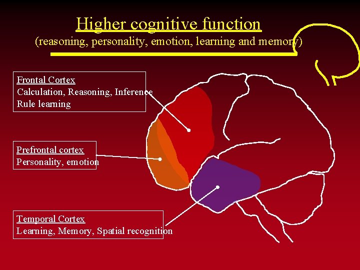 Higher cognitive function (reasoning, personality, emotion, learning and memory) Frontal Cortex Calculation, Reasoning, Inference