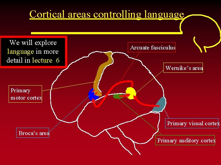 Cortical areas controlling language We will explore language in more detail in lecture 6