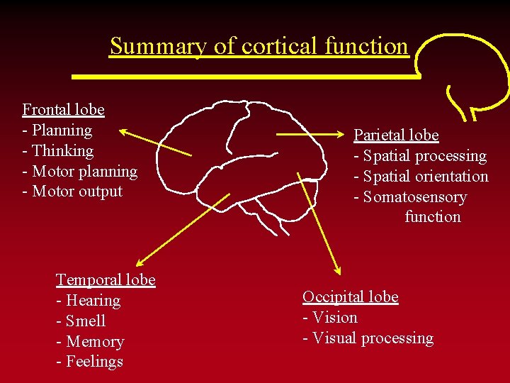 Summary of cortical function Frontal lobe - Planning - Thinking - Motor planning -