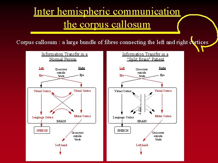 Inter hemispheric communication the corpus callosum Corpus callosum : a large bundle of fibres