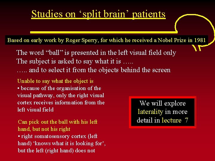 Studies on ‘split brain’ patients Based on early work by Roger Sperry, for which