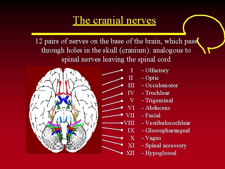 The cranial nerves 12 pairs of nerves on the base of the brain, which