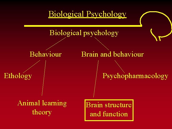 Biological Psychology Biological psychology Behaviour Ethology Animal learning theory Brain and behaviour Psychopharmacology Brain