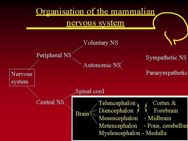 Organisation of the mammalian nervous system Voluntary NS Peripheral NS Nervous system Sympathetic NS