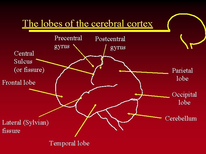The lobes of the cerebral cortex Central Sulcus (or fissure) Precentral gyrus Postcentral gyrus
