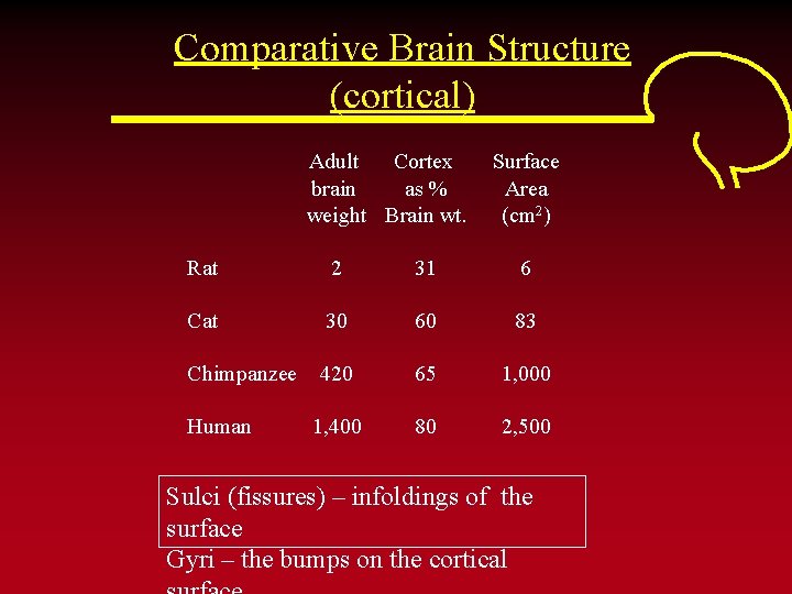 Comparative Brain Structure (cortical) Adult Cortex brain as % weight Brain wt. Surface Area