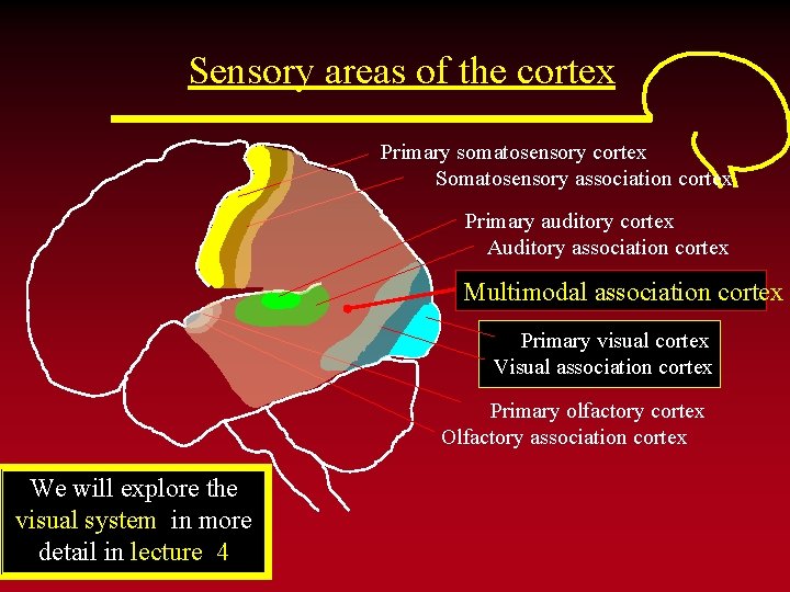 Sensory areas of the cortex Primary somatosensory cortex Somatosensory association cortex Primary auditory cortex