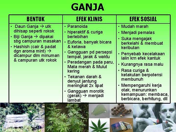 GANJA BENTUK EFEK KLINIS EFEK SOSIAL • Daun Ganja utk dihisap seperti rokok •