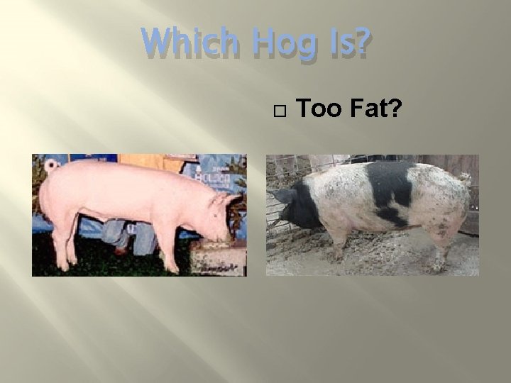 Which Hog Is? Too Fat? 