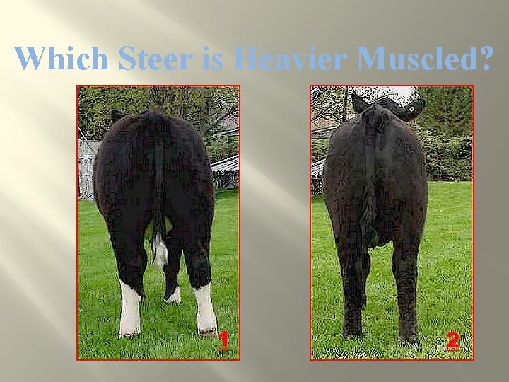 Which Steer is Heavier Muscled? 