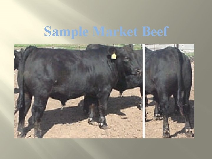 Sample Market Beef 