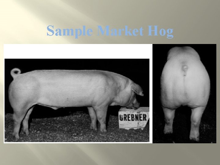 Sample Market Hog 