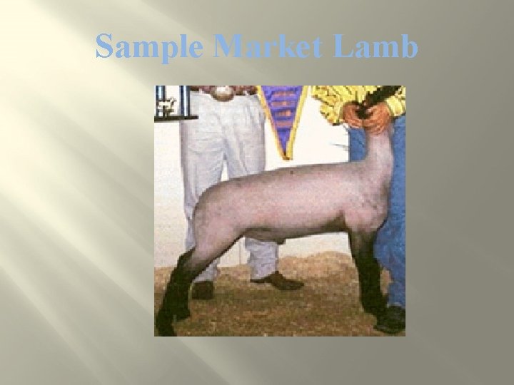 Sample Market Lamb 