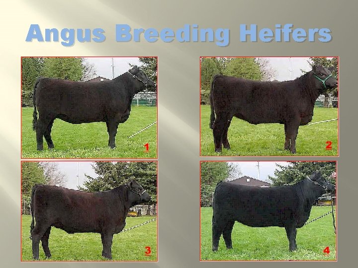 Angus Breeding Heifers 
