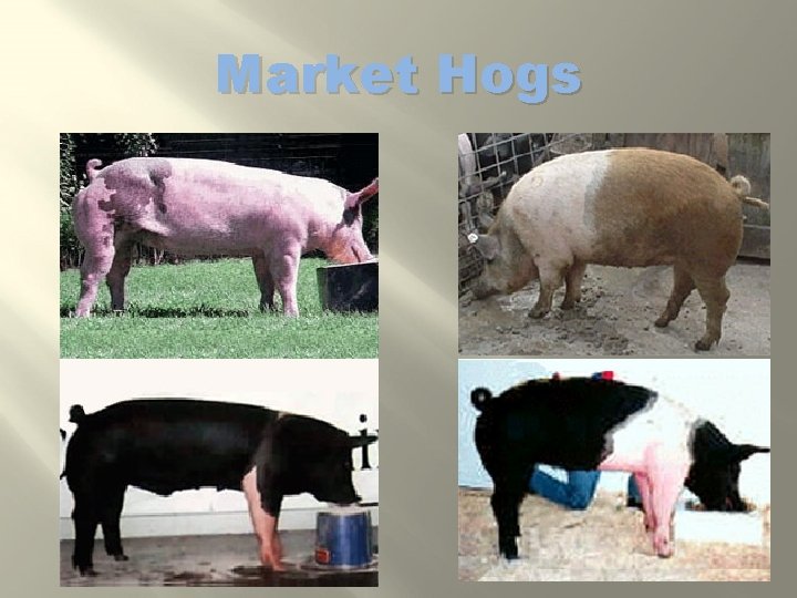 Market Hogs 
