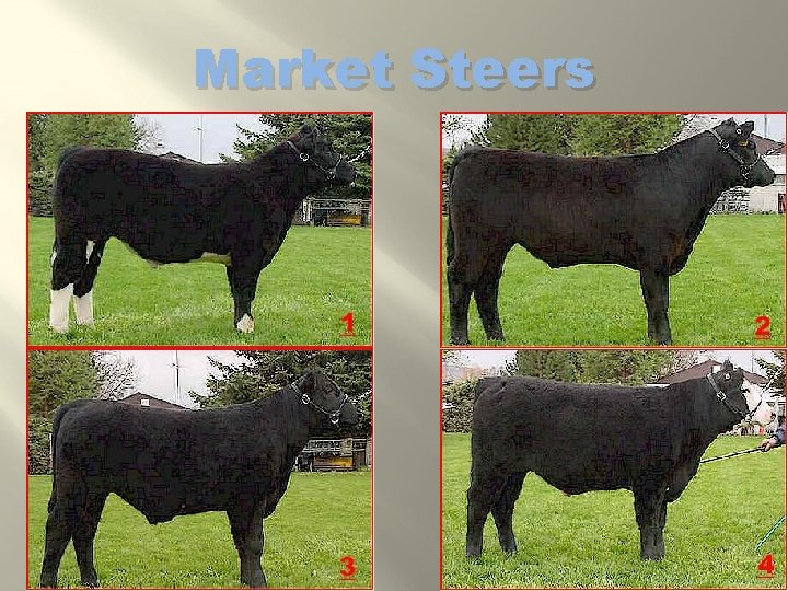 Market Steers 