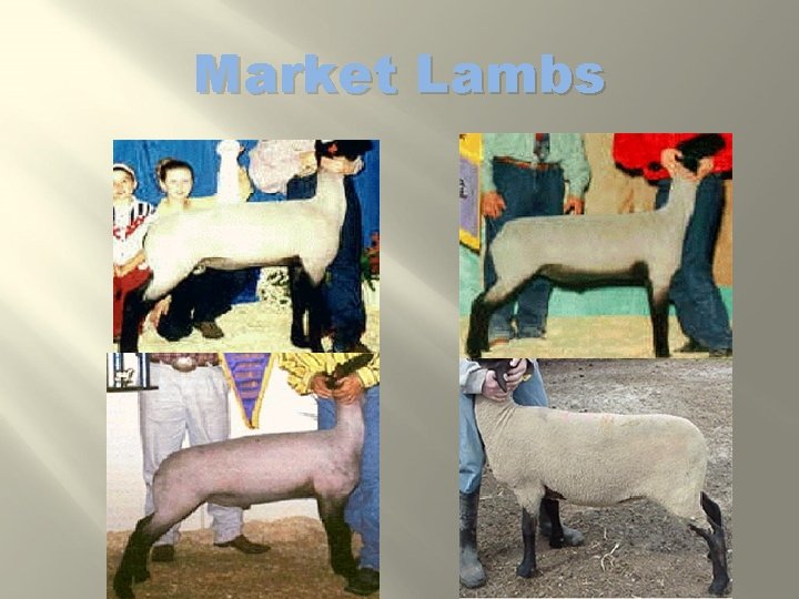 Market Lambs 
