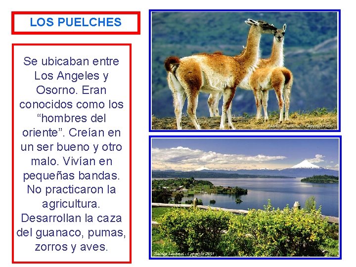 LOS PUELCHES Se ubicaban entre Los Angeles y Osorno. Eran conocidos como los “hombres
