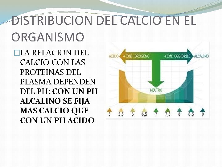 DISTRIBUCION DEL CALCIO EN EL ORGANISMO �LA RELACION DEL CALCIO CON LAS PROTEINAS DEL