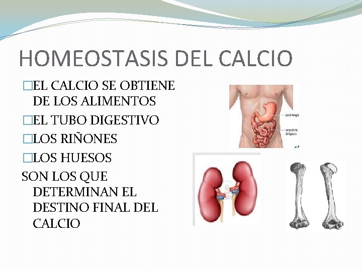 HOMEOSTASIS DEL CALCIO �EL CALCIO SE OBTIENE DE LOS ALIMENTOS �EL TUBO DIGESTIVO �LOS