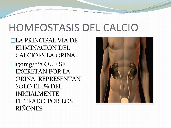HOMEOSTASIS DEL CALCIO �LA PRINCIPAL VIA DE ELIMINACION DEL CALCIOES LA ORINA. � 150