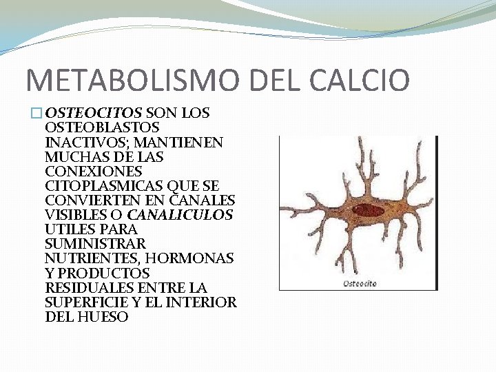 METABOLISMO DEL CALCIO �OSTEOCITOS SON LOS OSTEOBLASTOS INACTIVOS; MANTIENEN MUCHAS DE LAS CONEXIONES CITOPLASMICAS