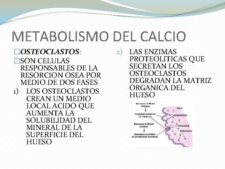 METABOLISMO DEL CALCIO �OSTEOCLASTOS: �SON CELULAS RESPONSABLES DE LA RESORCION OSEA POR MEDIO DE