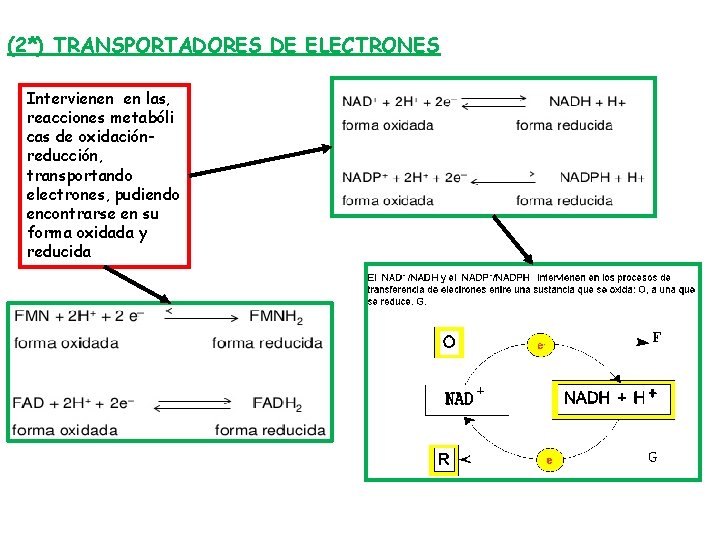 (2*) TRANSPORTADORES DE ELECTRONES Intervienen en las, reacciones metabóli cas de oxidaciónreducción, transportando electrones,