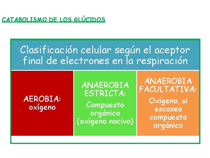 CATABOLISMO DE LOS GLÚCIDOS Clasificación celular según el aceptor final de electrones en la