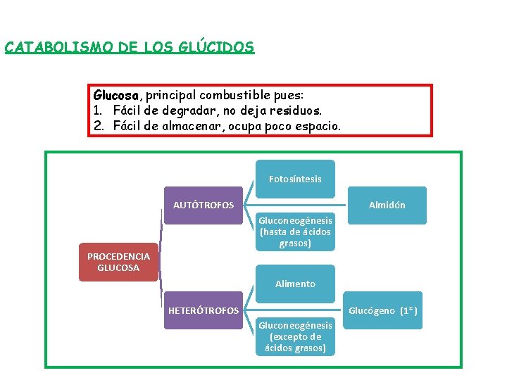 CATABOLISMO DE LOS GLÚCIDOS Glucosa, principal combustible pues: 1. Fácil de degradar, no deja