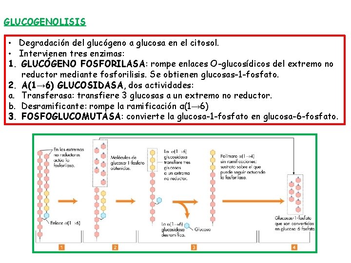 GLUCOGENOLISIS • Degradación del glucógeno a glucosa en el citosol. • Intervienen tres enzimas: