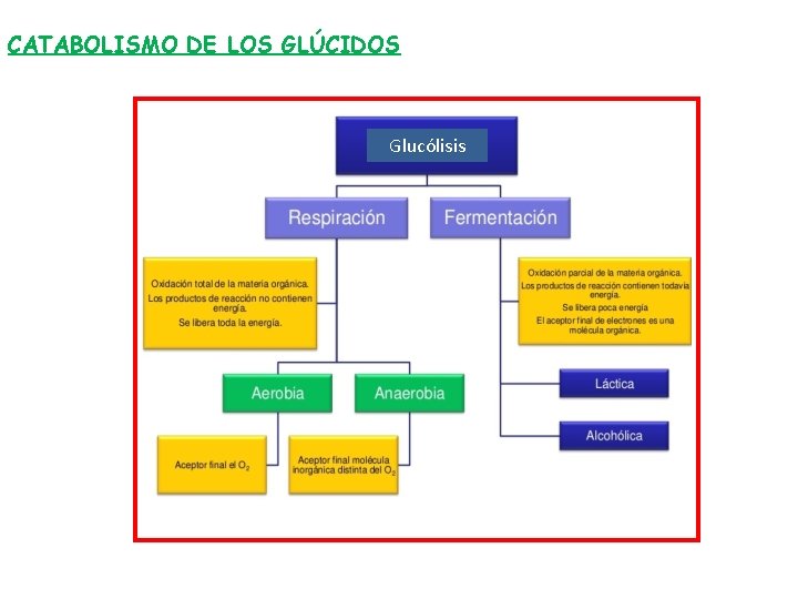 CATABOLISMO DE LOS GLÚCIDOS Glucólisis 