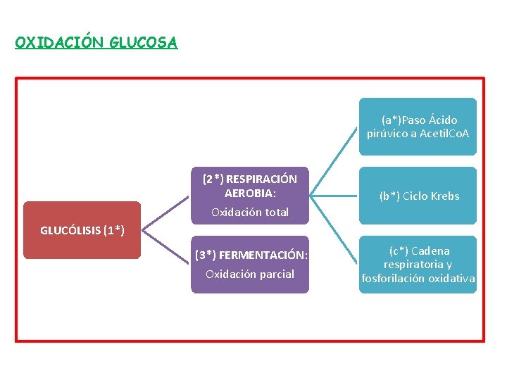 OXIDACIÓN GLUCOSA (a*)Paso Ácido pirúvico a Acetil. Co. A (2*) RESPIRACIÓN AEROBIA: Oxidación total