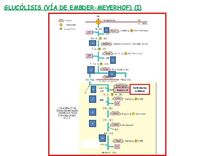 GLUCÓLISIS (VÍA DE EMBDER-MEYERHOF) (I) 1 2 3 4 5 6 7 + Pi