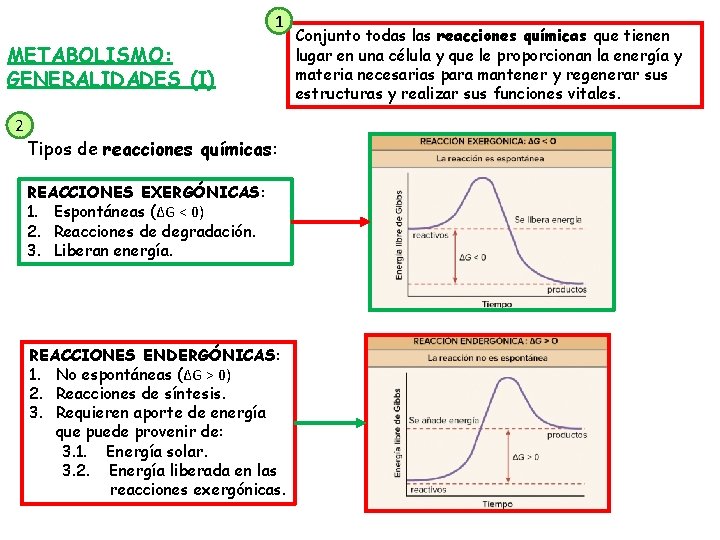 1 METABOLISMO: GENERALIDADES (I) 2 Tipos de reacciones químicas: REACCIONES EXERGÓNICAS: 1. Espontáneas (ΔG