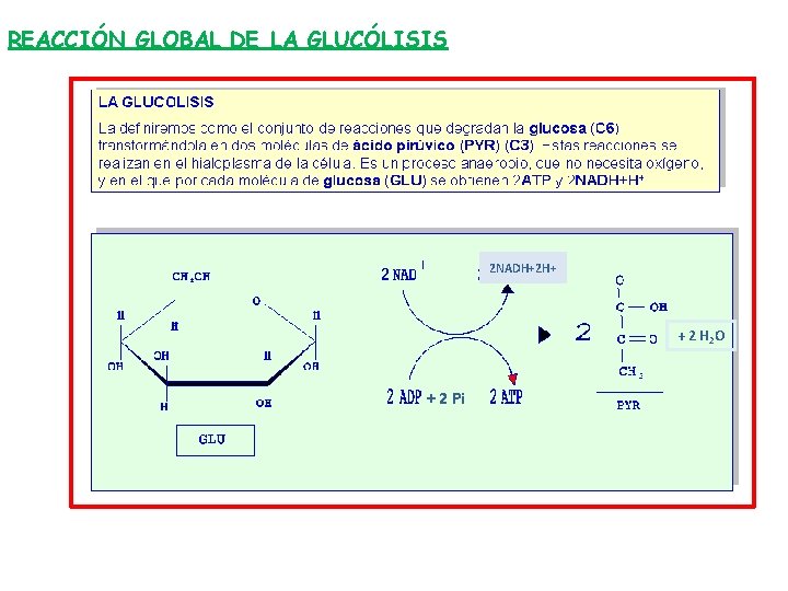 REACCIÓN GLOBAL DE LA GLUCÓLISIS 2 NADH+2 H+ + 2 H 2 O +