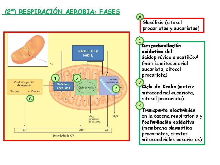 (2*) RESPIRACIÓN AEROBIA: FASES A 1 NADH + H+ y FADH 2 1 2