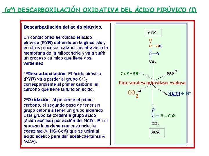 (a*) DESCARBOXILACIÓN OXIDATIVA DEL ÁCIDO PIRÚVICO (I) Piruvatodescarboxilasa-oxidasa + H+ 