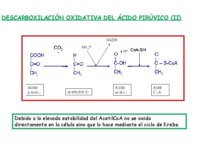 DESCARBOXILACIÓN OXIDATIVA DEL ÁCIDO PIRÚVICO (II) + H+ Debido a la elevada estabilidad del