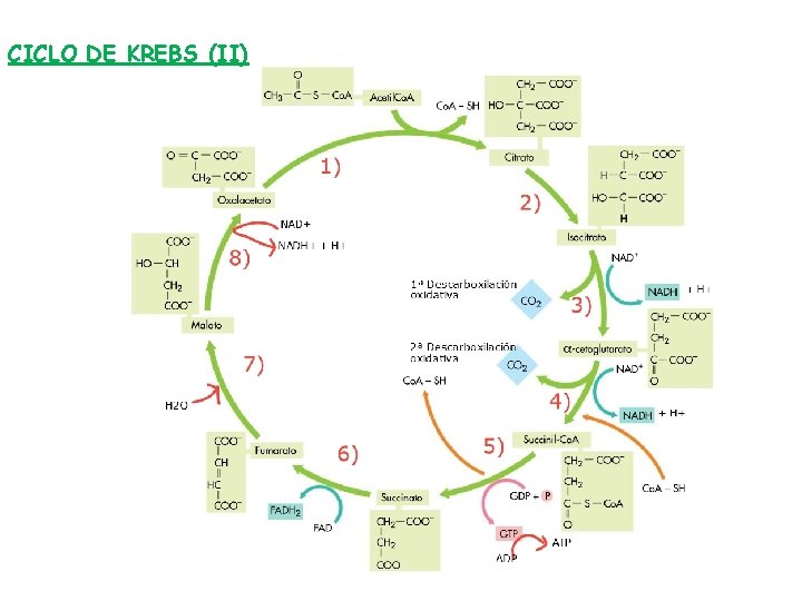 CICLO DE KREBS (II) 